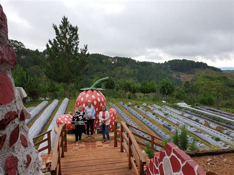 taglucop strawberry hills